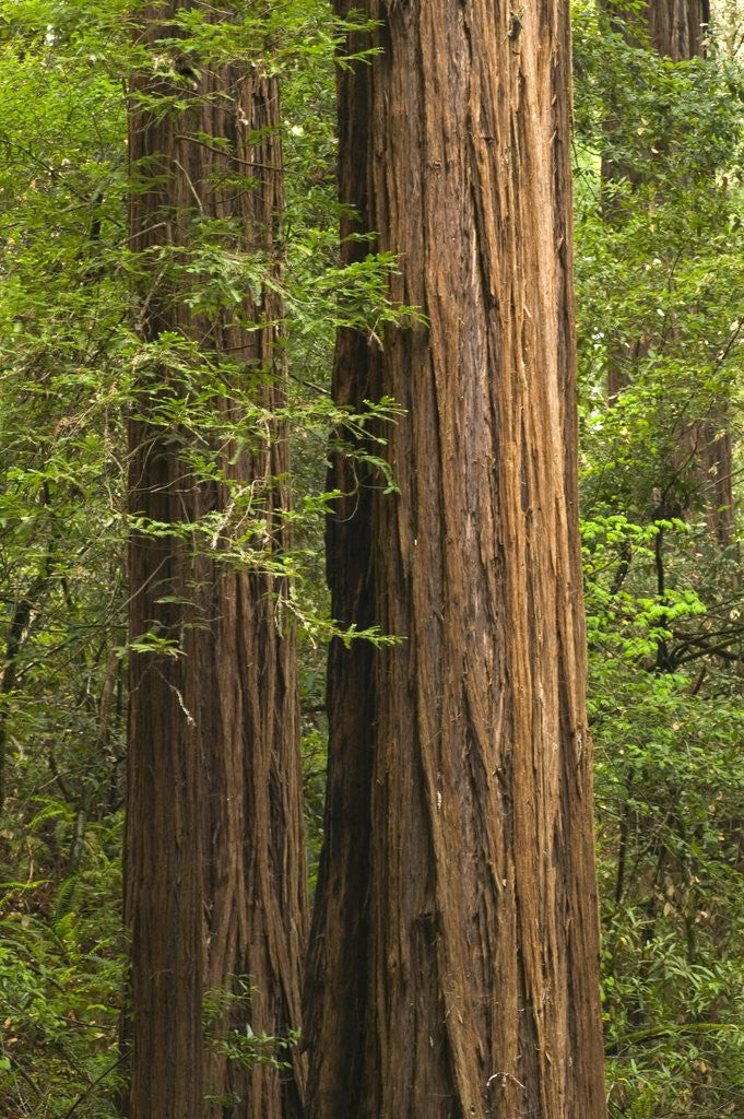 Detail of Redwood Trunks by Anonymous