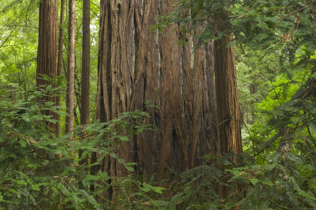 Detail of Redwood Trunk by Anonymous