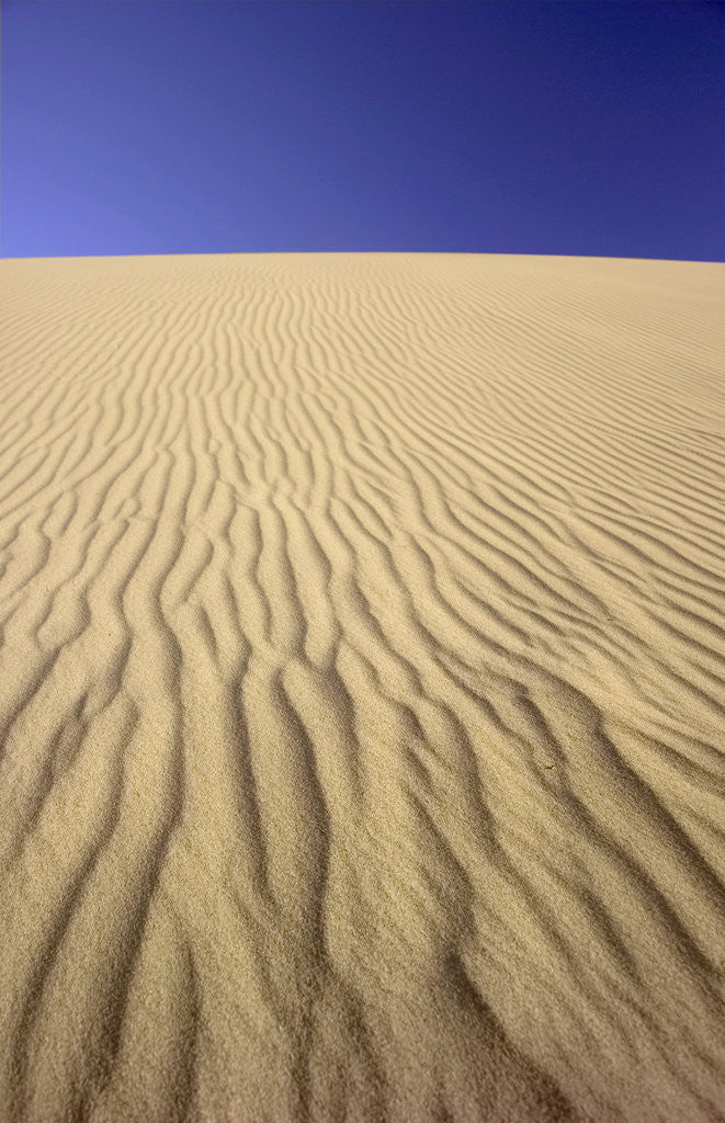 Windblown Sand Dune by Corbis