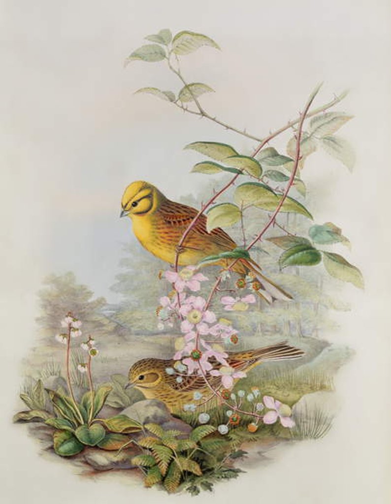 Detail of Yellowhammer, 1873 by John Gould