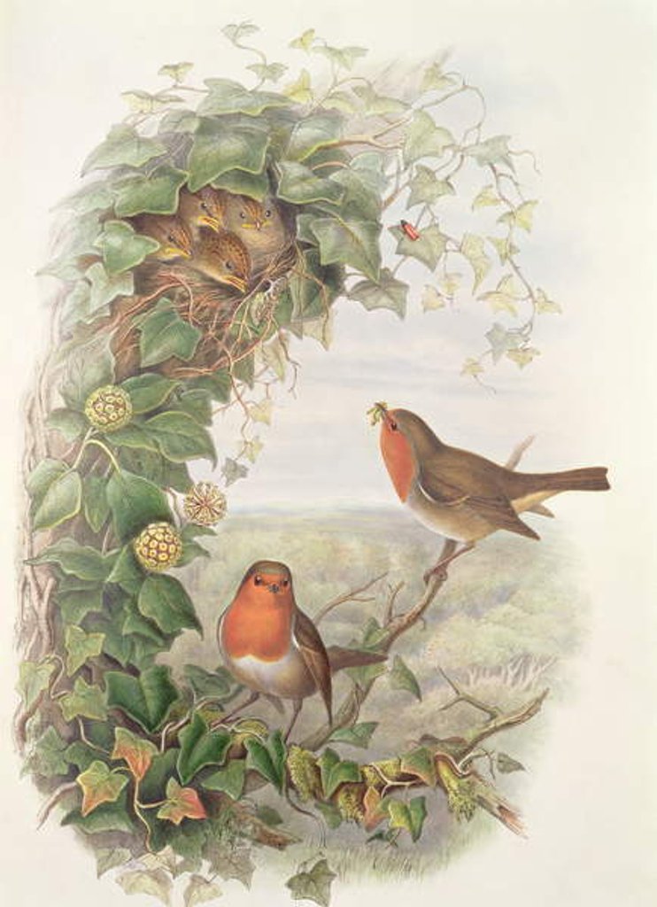 Detail of Robin, 1873 by John Gould