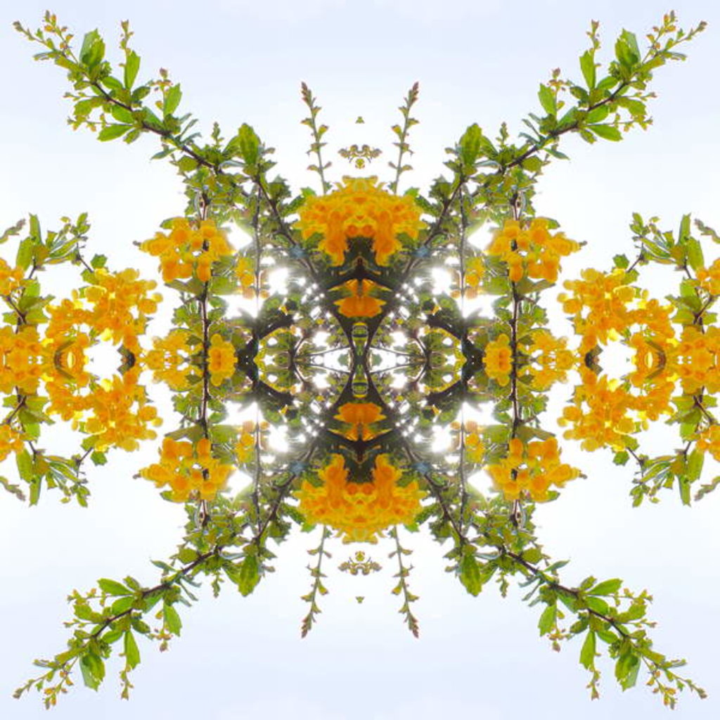 Detail of Unnatural 175 by Giovanni Cafagna