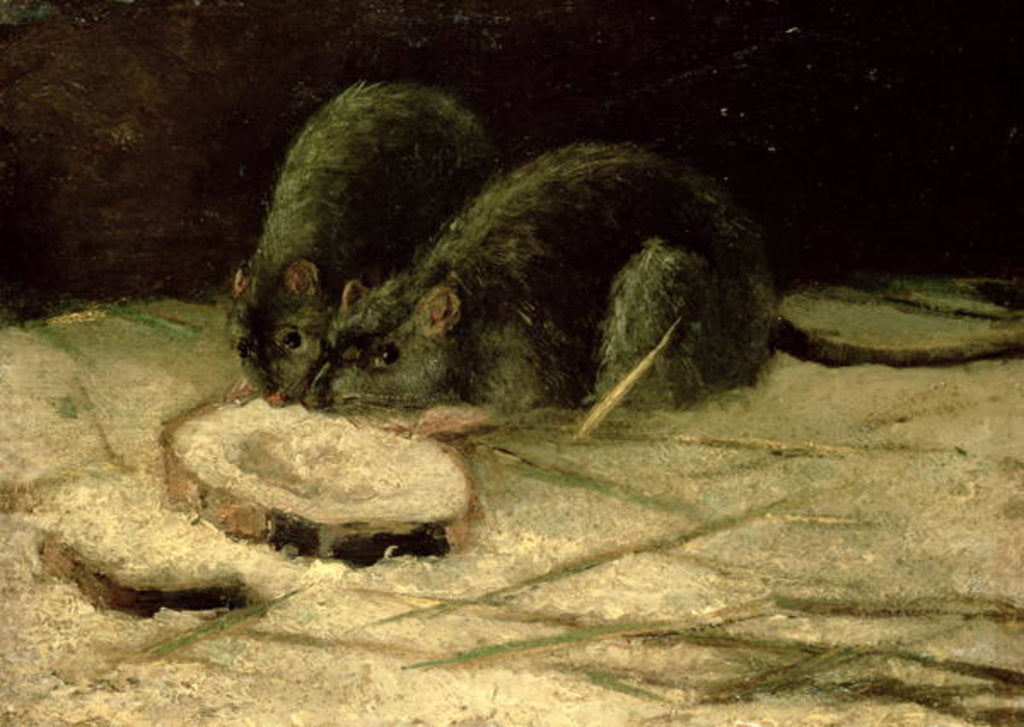 Detail of Two Rats, c.1884 by Vincent van Gogh
