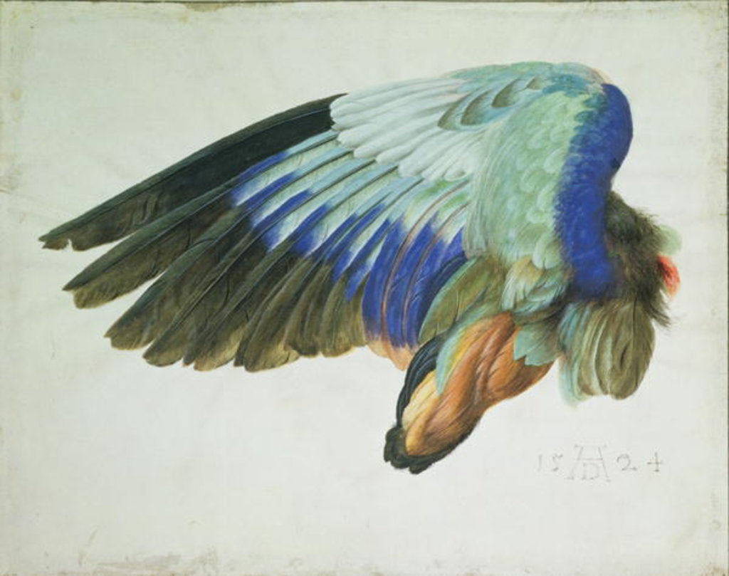 Detail of The Right Wing of a Blue Roller copy of an original by Albrecht Durer of 1512, 1524 by Hans Hoffmann