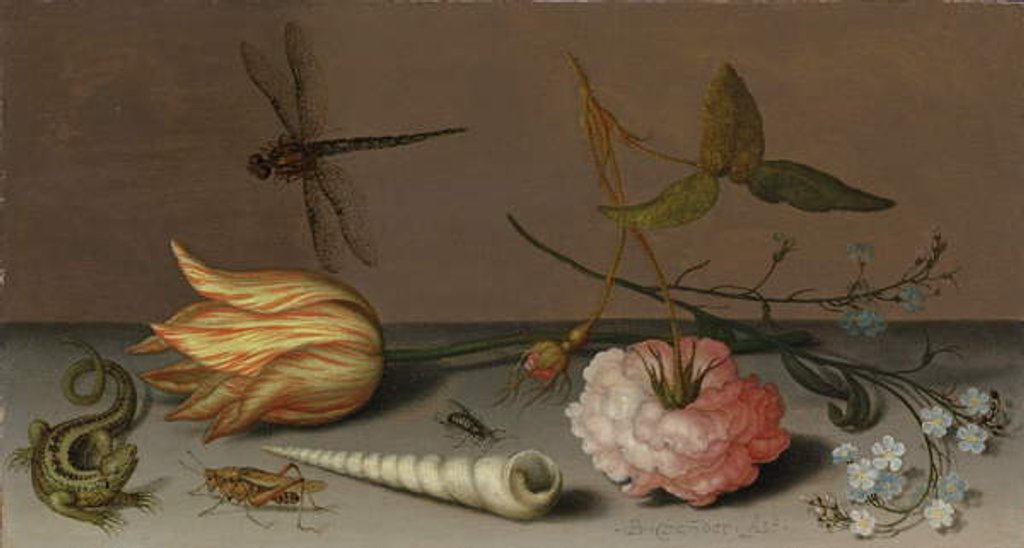 Detail of A tulip, a carnation, spray of forget-me-nots, with a shell, a lizard and a grasshopper, on a ledge, a dragonfly in flight by Balthasar van der Ast