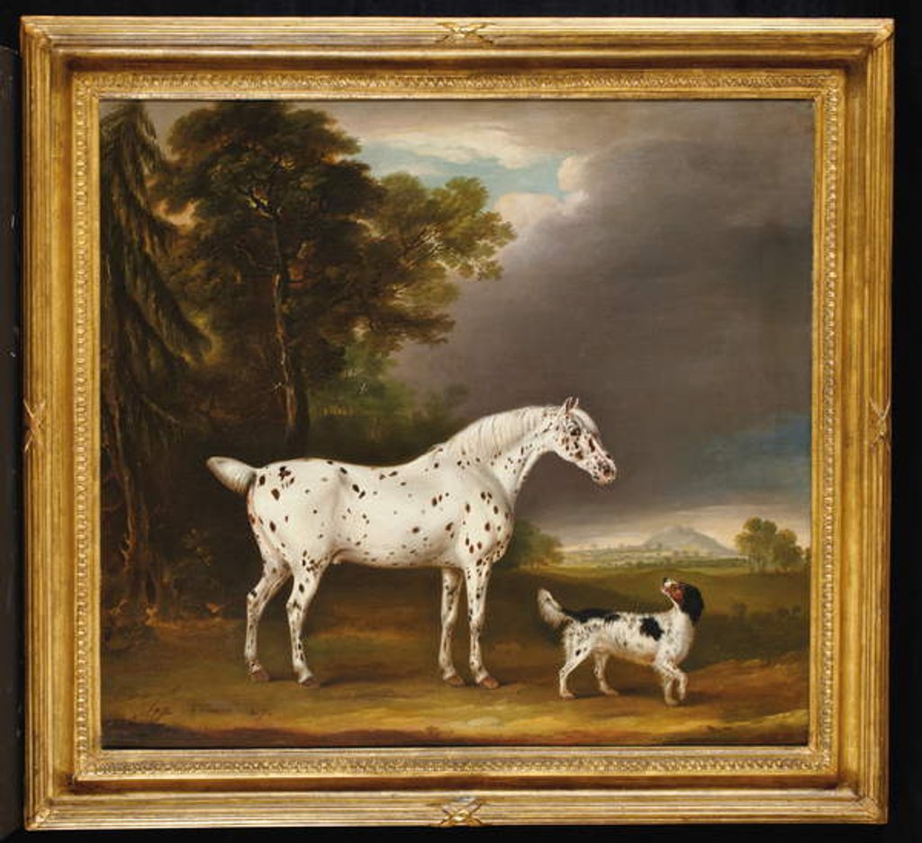 Detail of Appaloosa Horse and spaniel, 1807 by Thomas Weaver