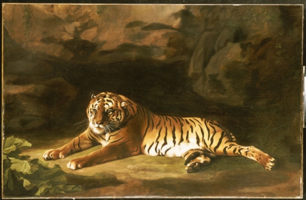 Detail of Portrait of the Royal Tiger, c.1770 by George Stubbs