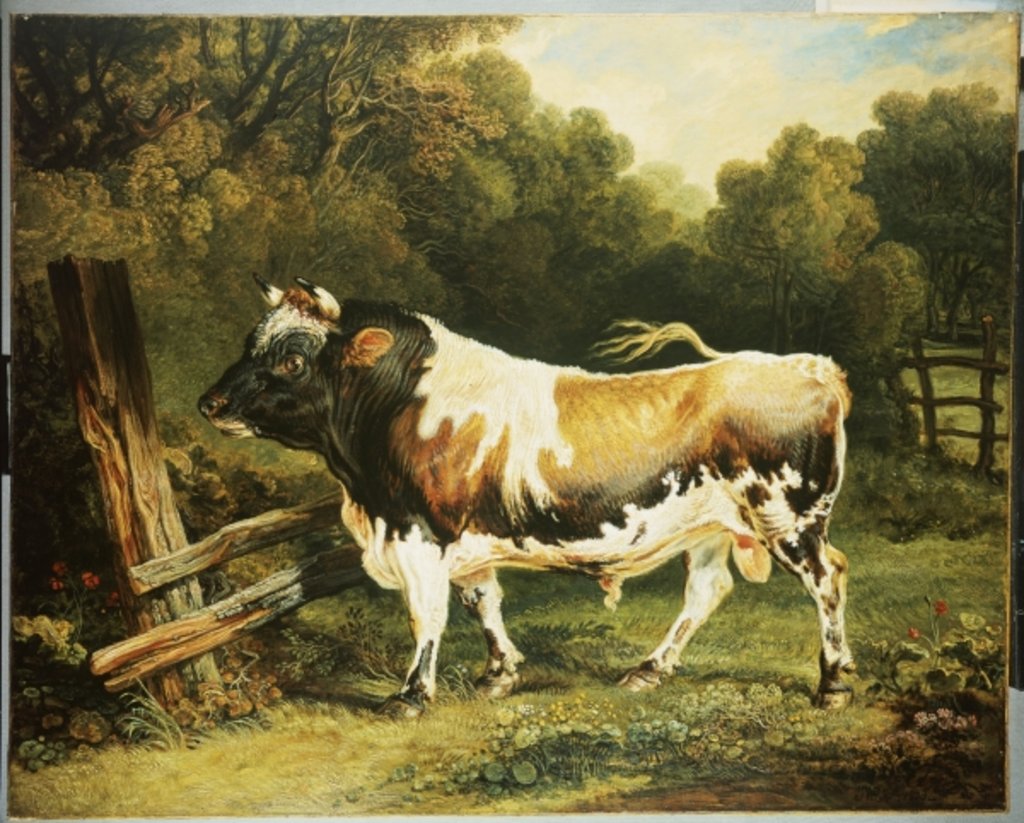 Detail of A Bull of the Alderney Breed by James Ward
