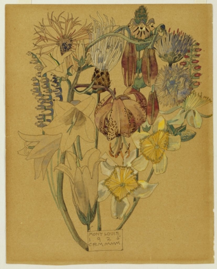 Detail of Mont Louis - Flower Study, 1925 by Charles Rennie Mackintosh