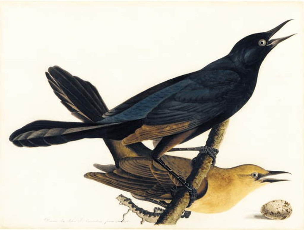 Detail of A Pair of Boat-Tailed Grackles by John James Audubon