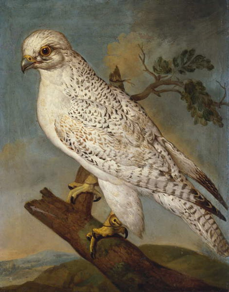 Detail of A Falcon on a Branch, 1736 by Ferdinand Phillip de Hamilton