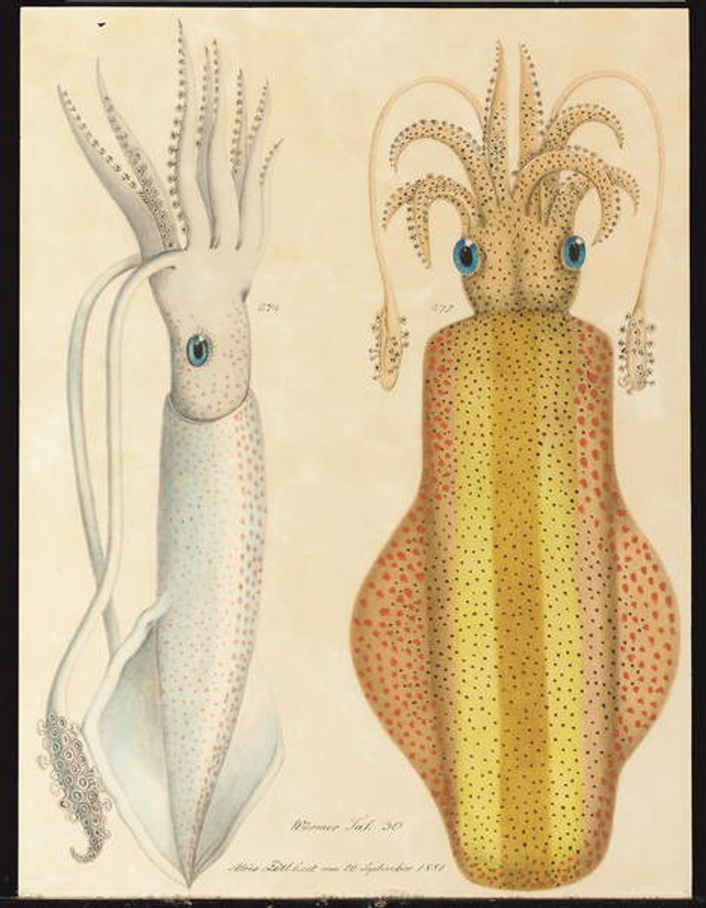 Two studies of cuttlefish, 1881 by Aloys Zotl
