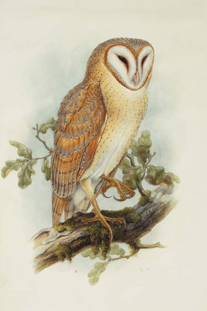 Detail of Barn Owl by Henry Constantine Richter