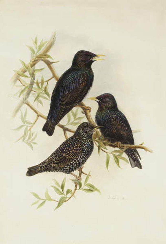 Detail of Common Starling by Henry Constantine Richter