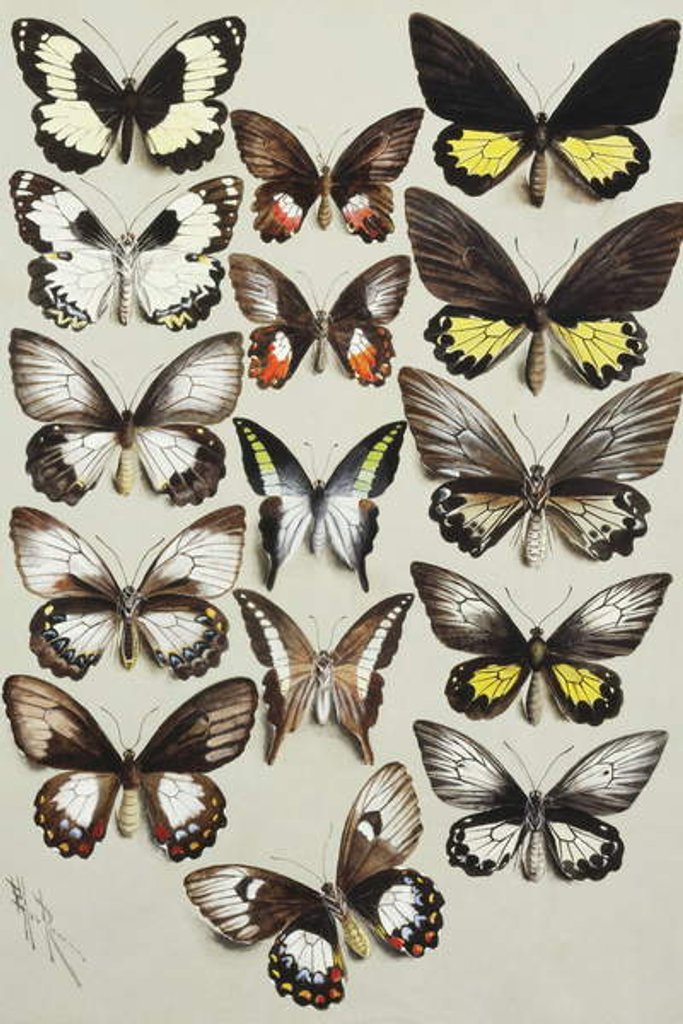 Detail of Fifteen Swallowtail butterflies in three columns by Marian Ellis Rowan