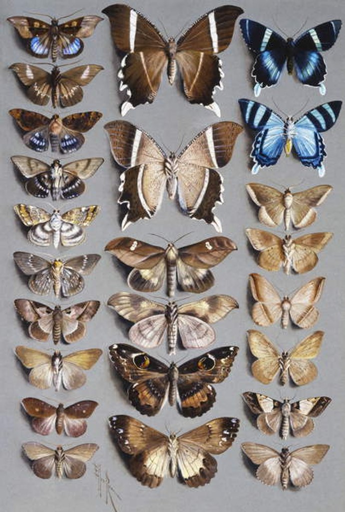Detail of Twenty-four moths, in three columns, mostly belonging to the family Noctuidae by Marian Ellis Rowan