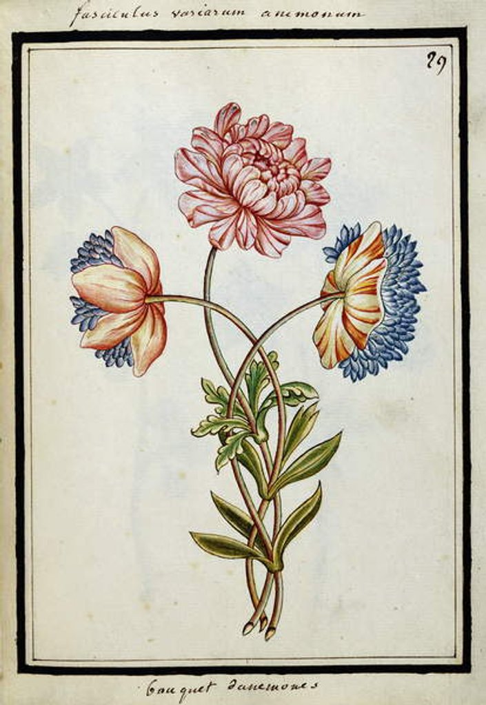 Detail of Bouquet of Anemones, c.1700 by French School