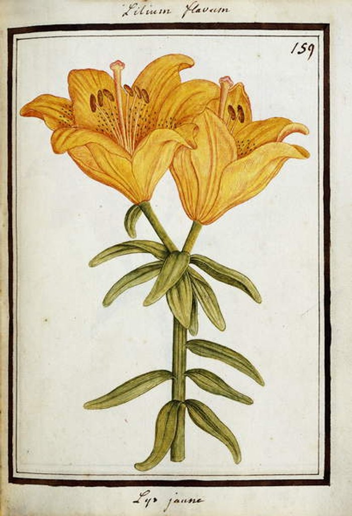 Detail of Yellow Lily, c.1700 by French School