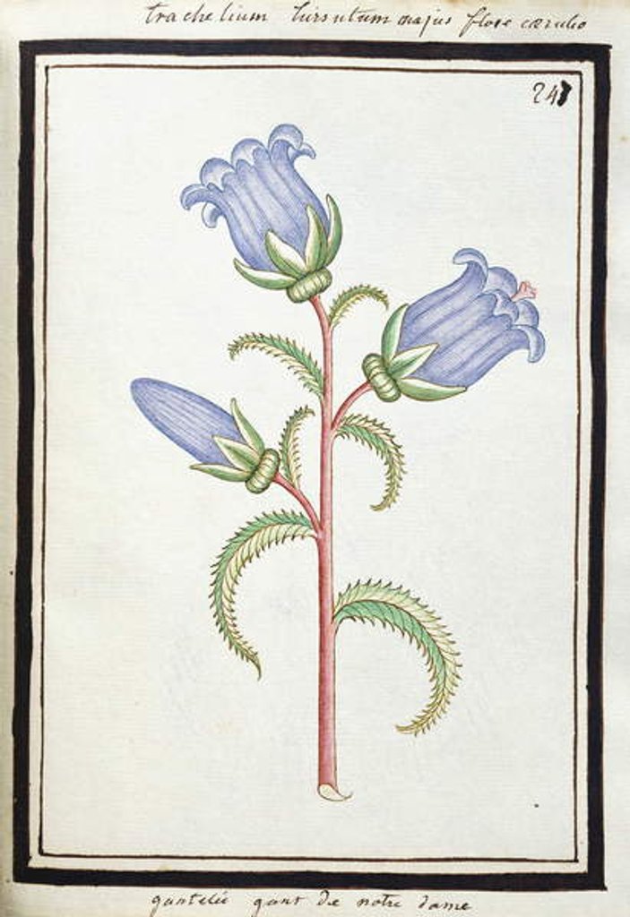 Detail of Campanula Trachelium, c.1700 by French School