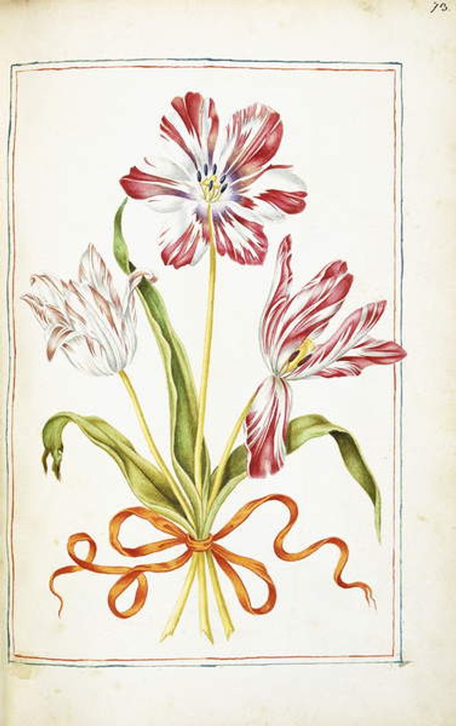 Detail of Tulips, 18th century by French School