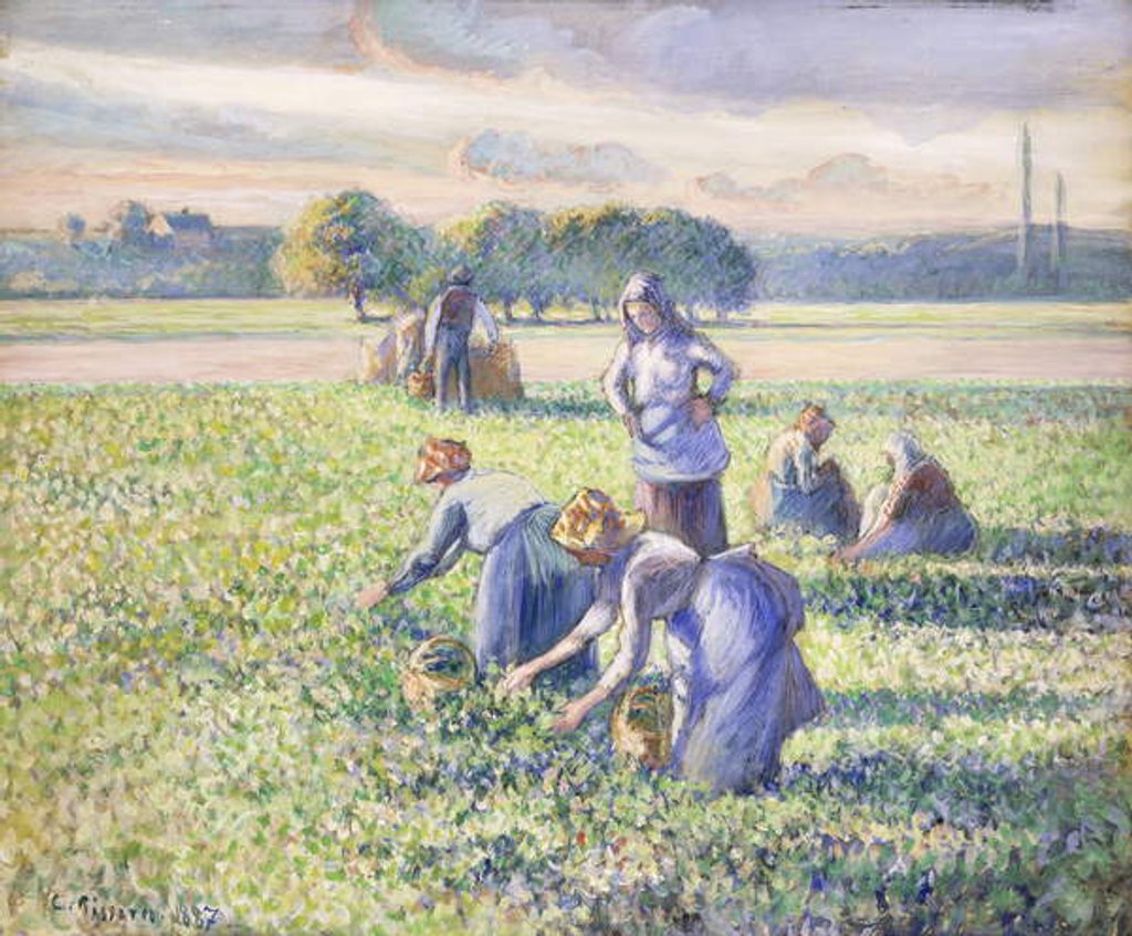 Detail of The Harvest of Peas, 1887 by Camille Pissarro