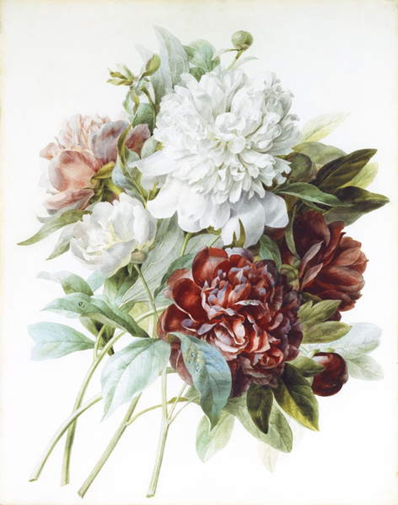 Detail of A Bouquet of Red, Pink and White Peonies by Pierre-Joseph Redouté