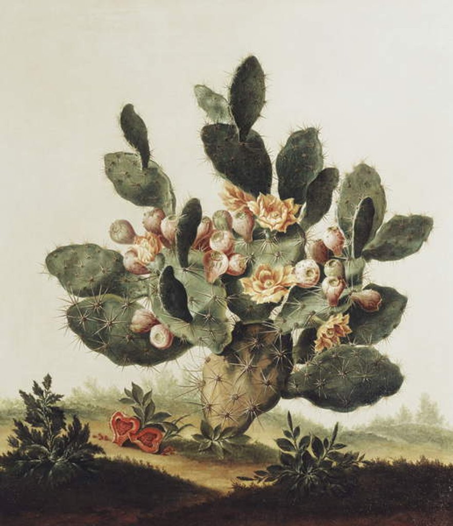 Detail of Still life of a cactus by Albert van der Eeckhout