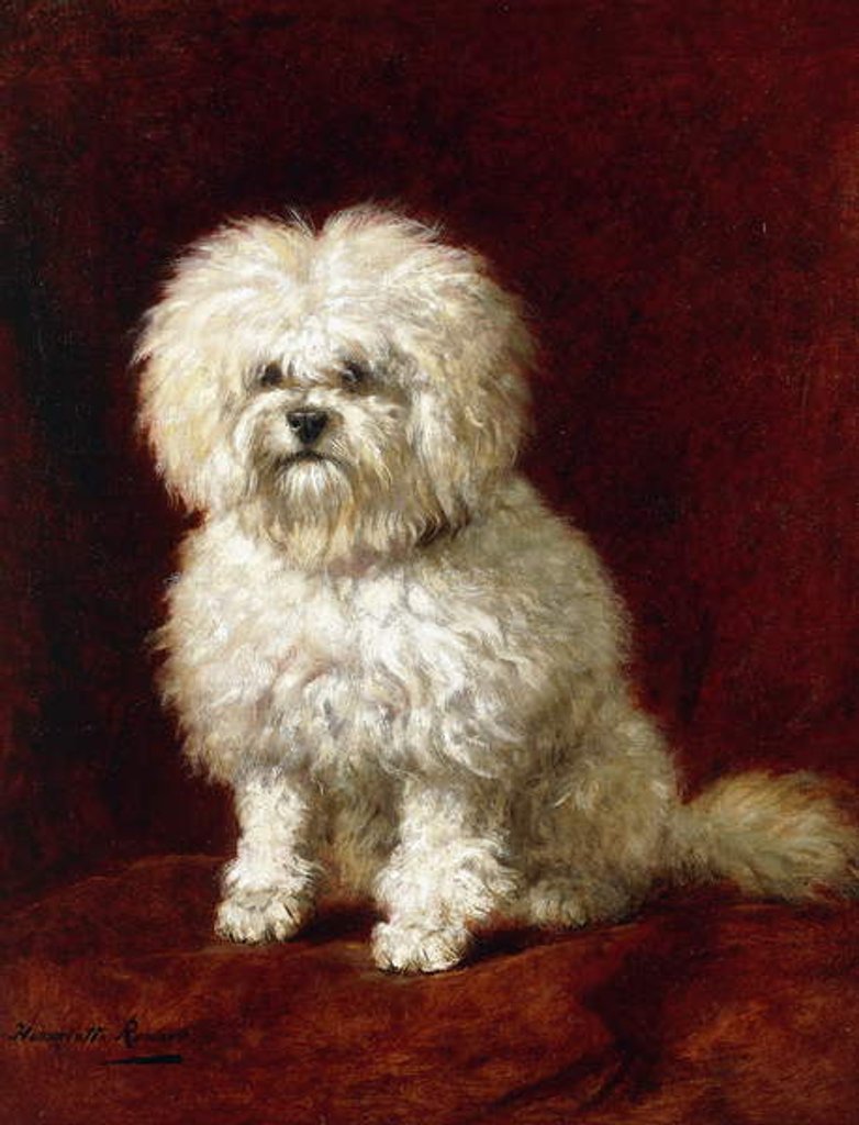 Detail of A Poodle by Henriette Ronner-Knip