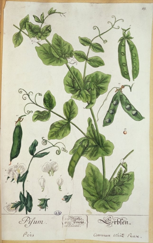 Detail of Pea by Elizabeth Blackwell