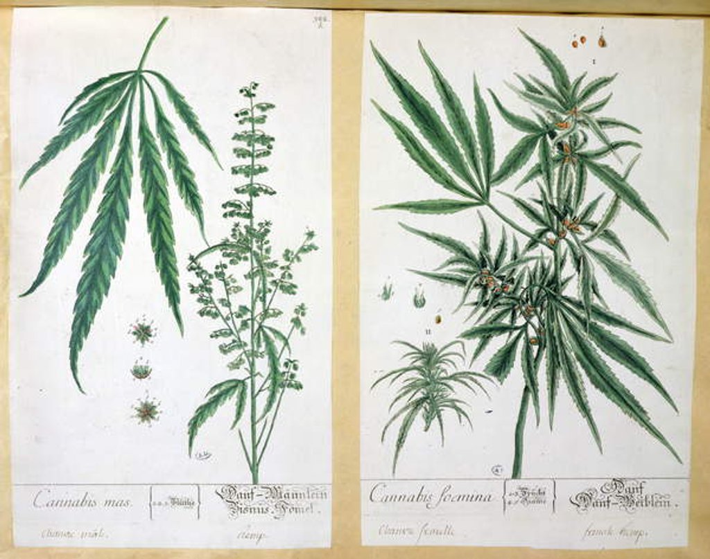 Detail of Cannabis mas and Cannabis foemina by Elizabeth Blackwell