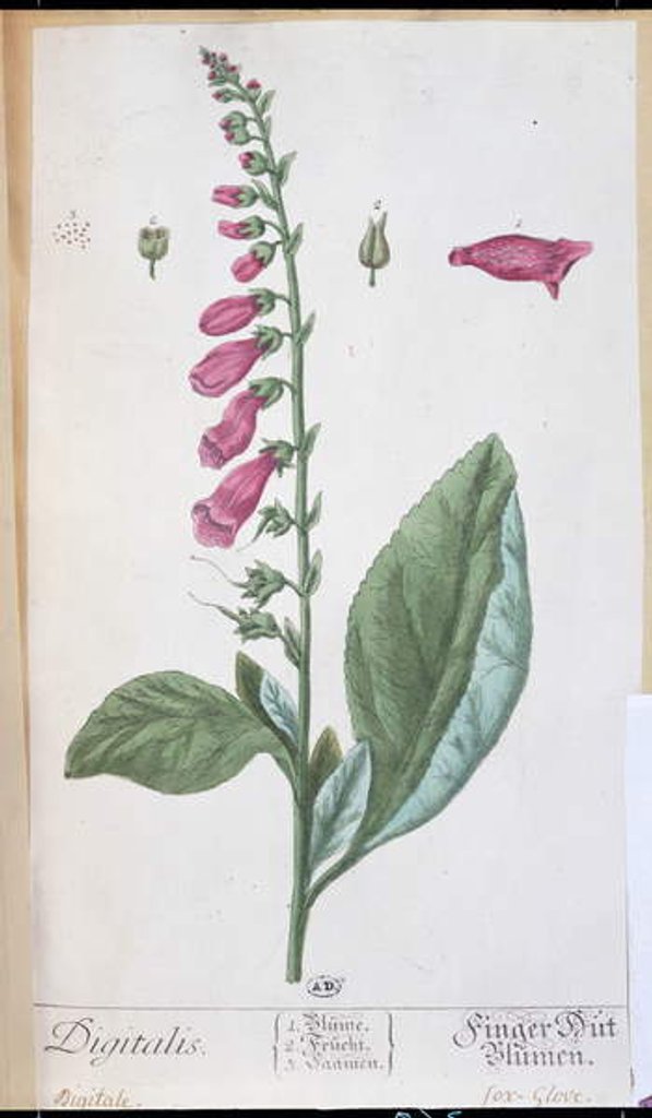 Detail of Digitalis purpurea by Elizabeth Blackwell