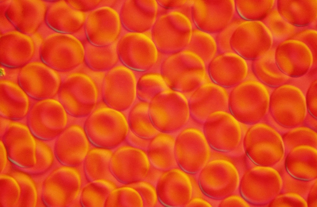 Detail of Red Blood Cells by Corbis