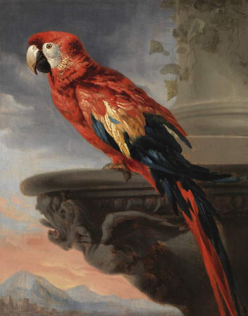 Detail of Parrot, c.1630-40 by Peter Paul (follower of) Rubens