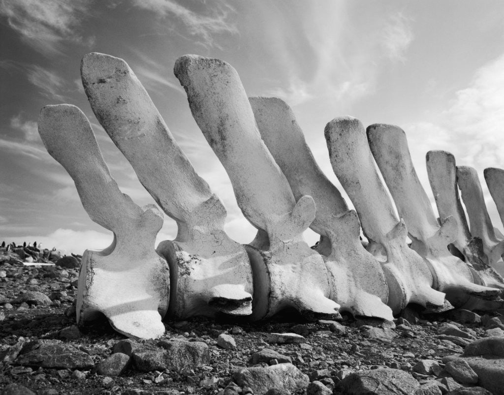Detail of Whale Bones in Antarctica by Anonymous