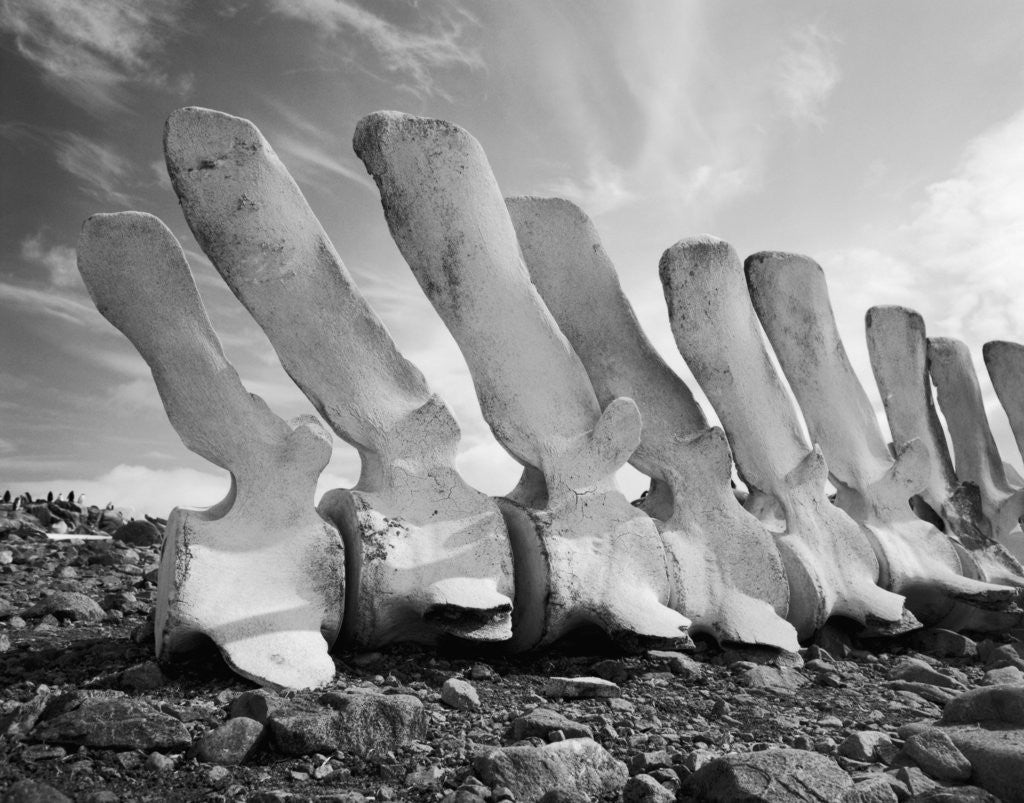 Detail of Whale Bones in Antarctica by Corbis