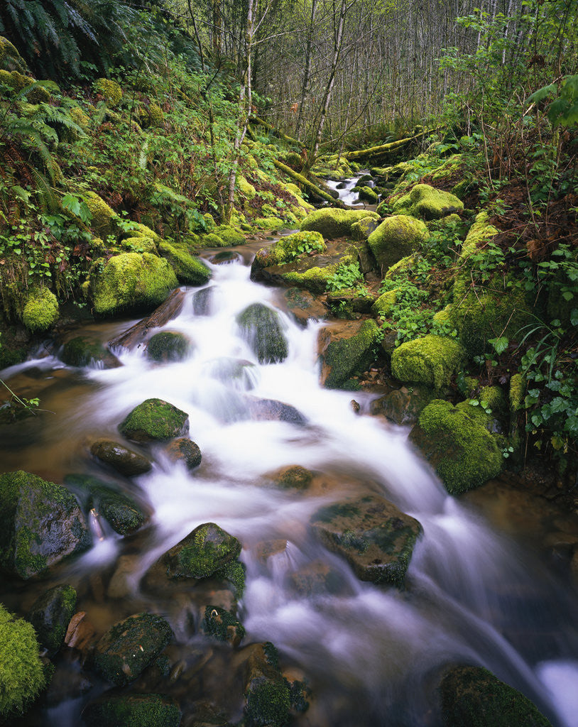 Detail of Brook Running Over Mossy Rocks by Anonymous