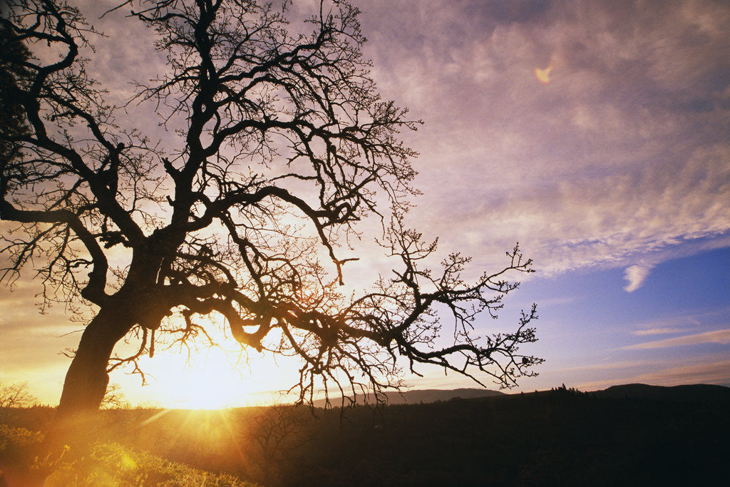 Detail of Oak Tree at Sunrise by Anonymous