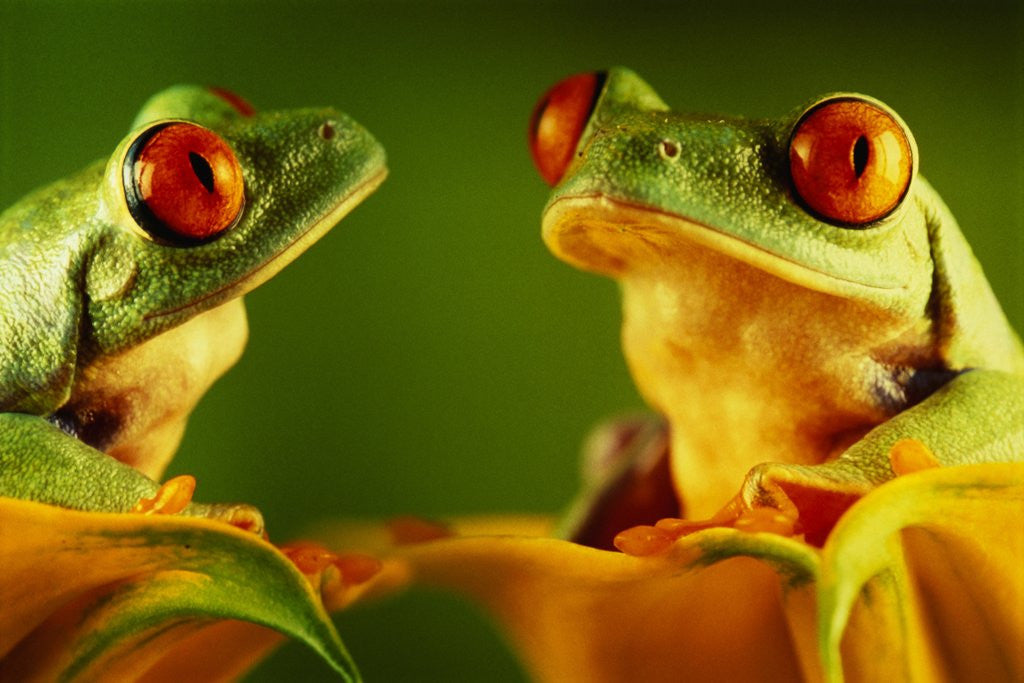 Detail of Red-Eyed Tree Frogs by Anonymous