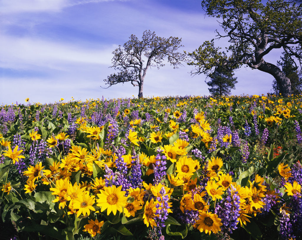 Detail of Oak Trees in Lupine and Sunflower Meadow by Corbis