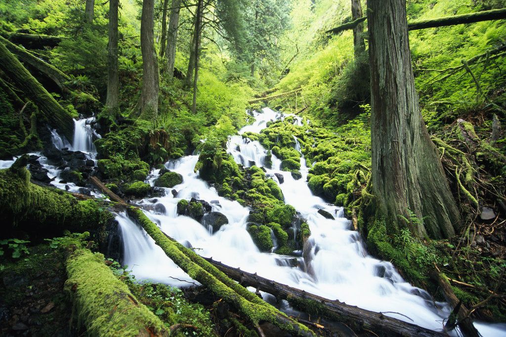 Detail of Wahkeena Creek and Surrounding Trees by Anonymous
