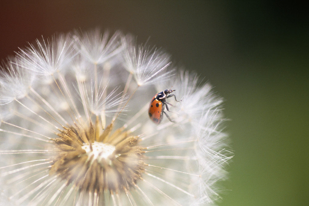Detail of Ladybug on Dandelion by Anonymous