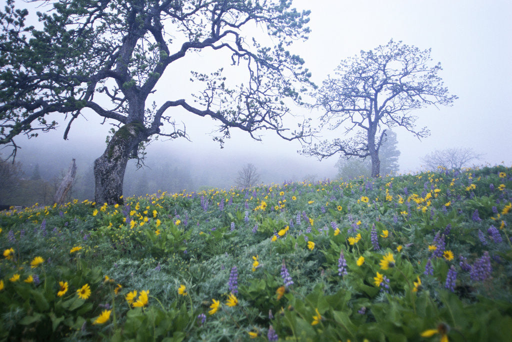 Detail of Oak Trees and Flowers in Meadow by Anonymous