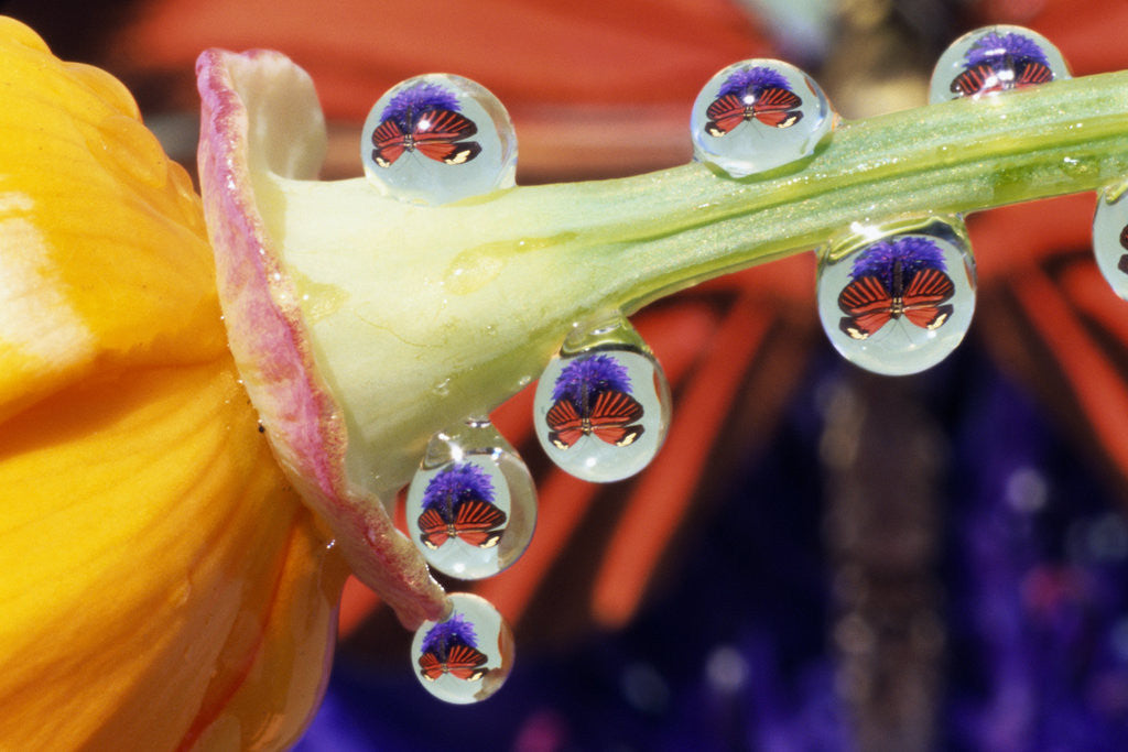 Detail of Butterfly Reflected in Water Drops on Flower by Corbis