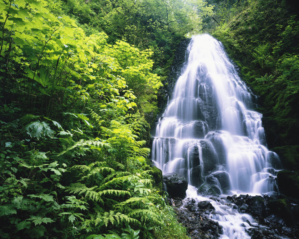 Detail of Waterfall in Silver Falls State Park by Anonymous