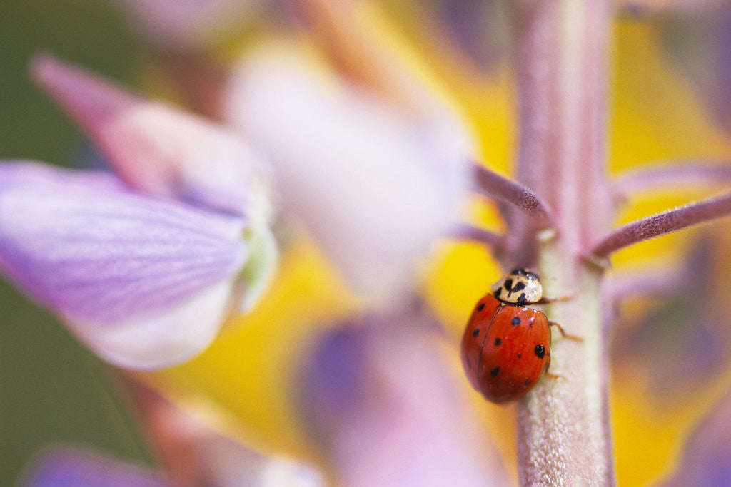 Detail of Ladybug Crawling by Anonymous