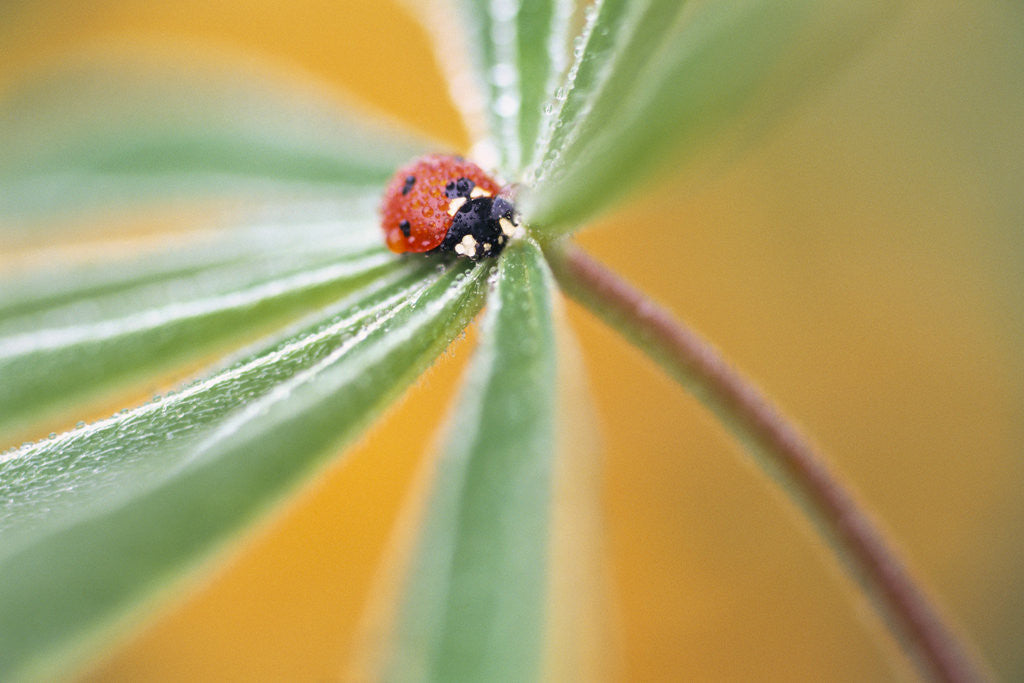 Detail of Ladybug Crawling by Anonymous