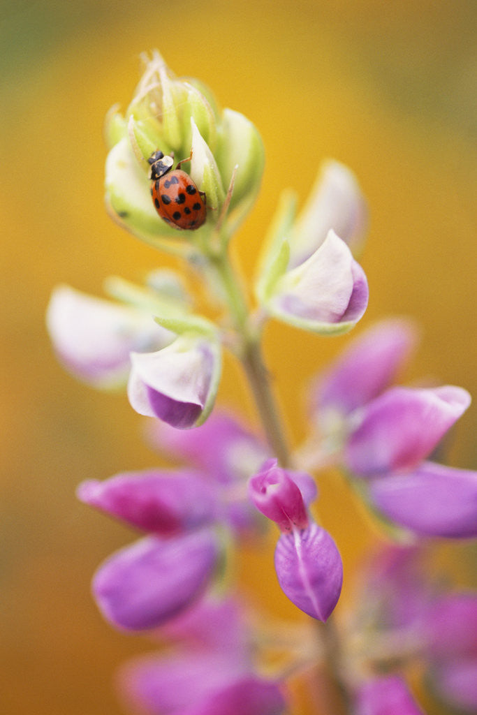 Detail of Ladybug Crawling by Anonymous