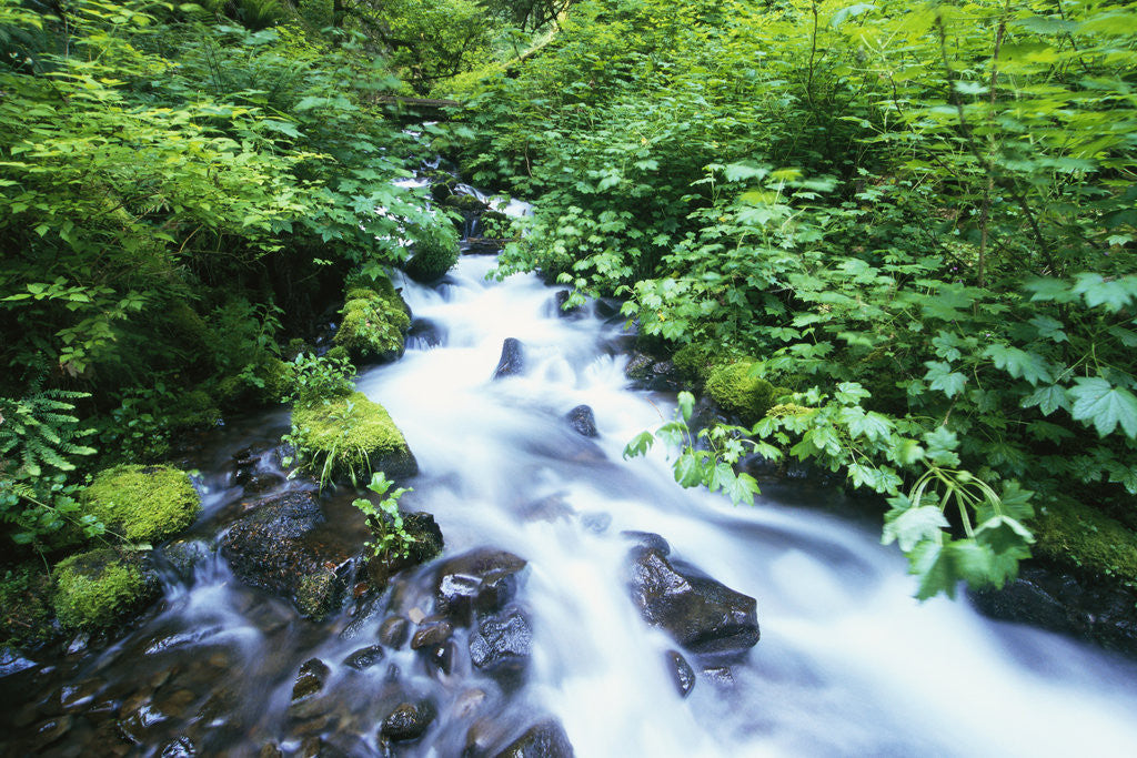 Detail of Wahkeena Creek by Anonymous