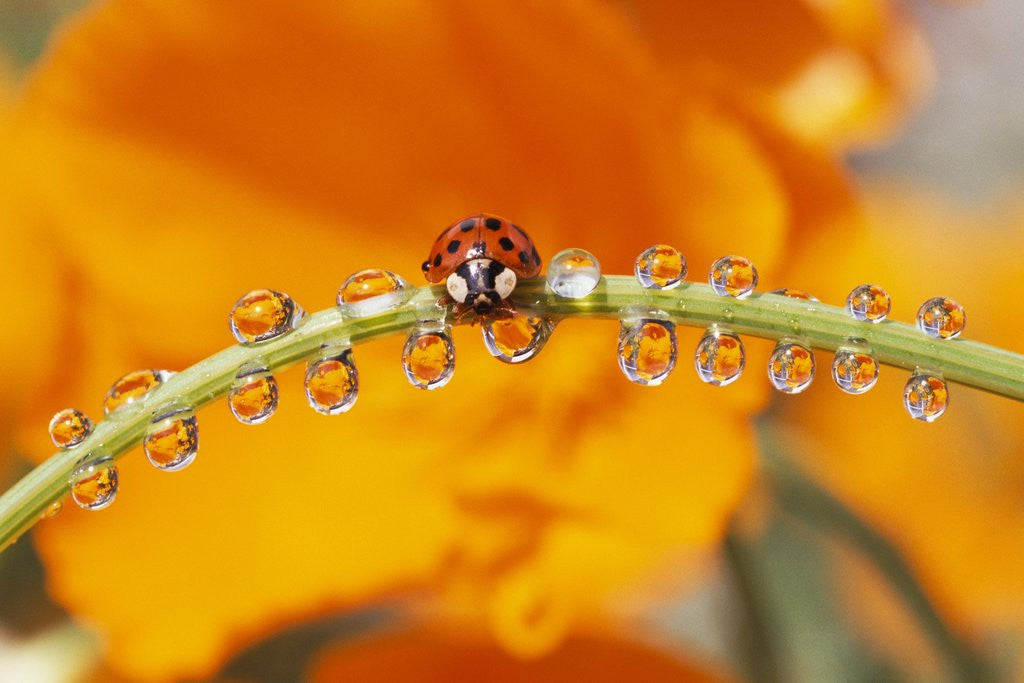 Detail of Ladybug Crawling by Anonymous