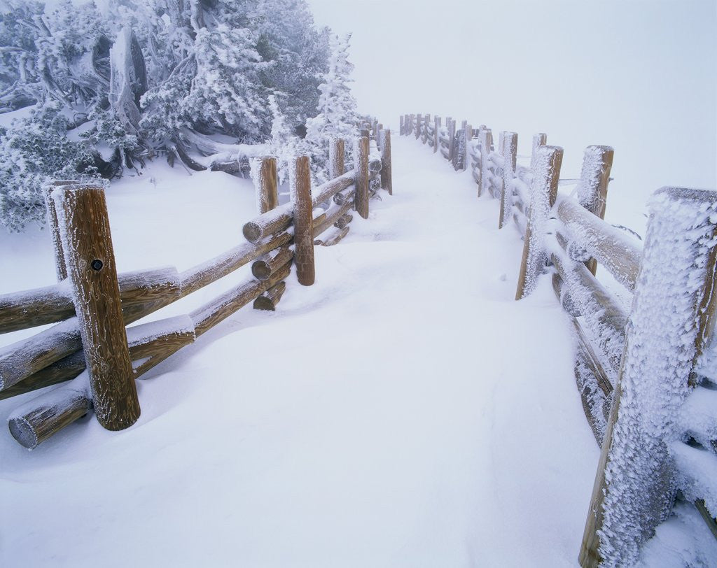 Detail of Snow-covered Path in Crater Lake National Park by Anonymous